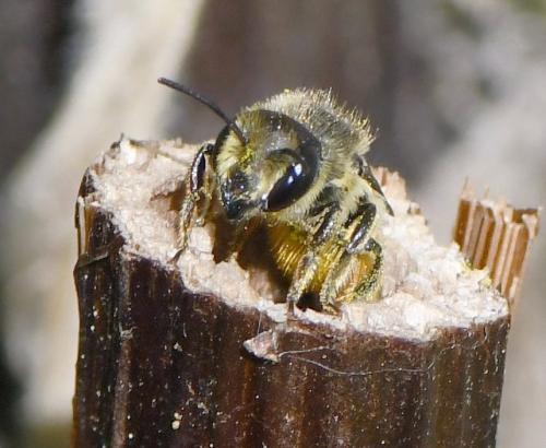 Megachile centuncularis